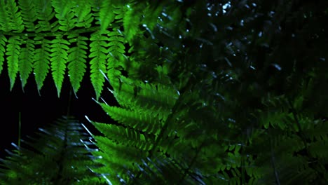 Natural,-green-fern-plant-leaves-in-dark,-climatic-forest.-Soft,-dim-sunlight-pouring-through-dense-rainforest-trees-illuminating-lush-forest-cover.-Scenic-summer-wilderness-in-a-looping-animation.-4K